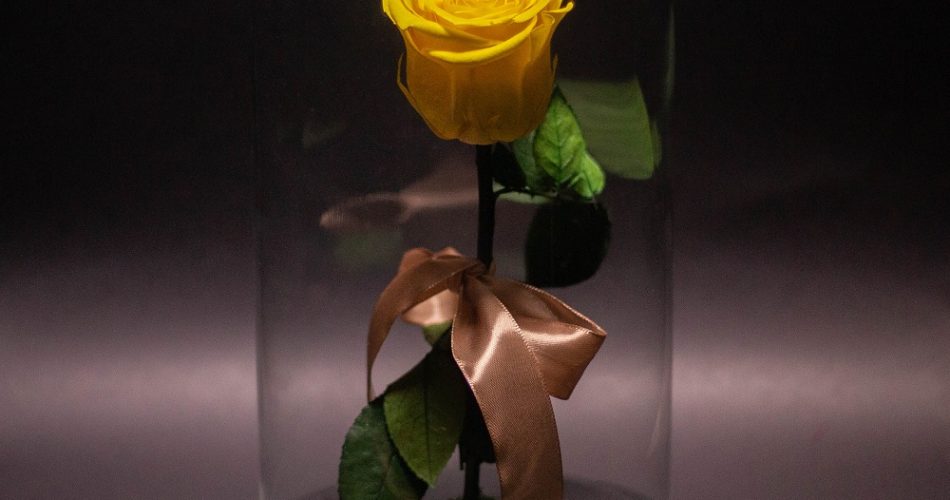 trandafir criogenat